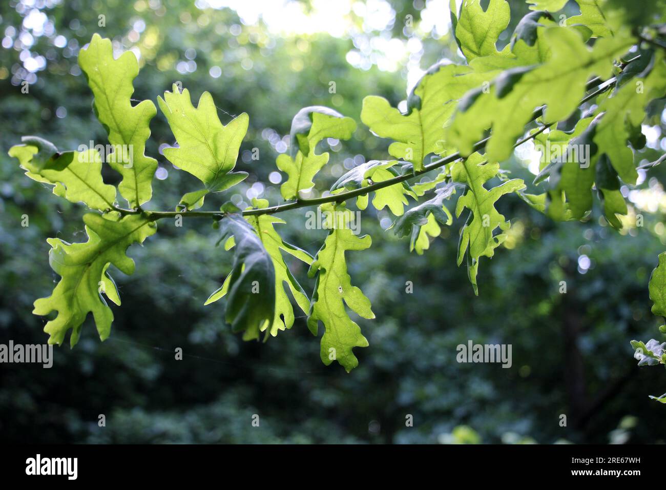 A valuable oak tree with a branch and leaves Stock Photo Alamy