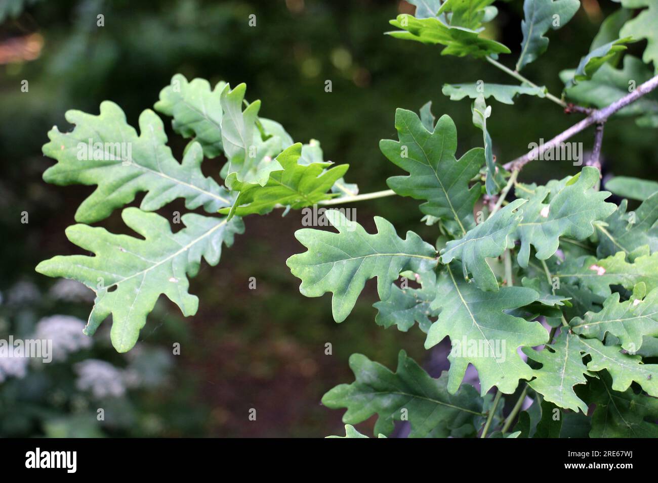 A valuable oak tree with a branch and leaves Stock Photo Alamy