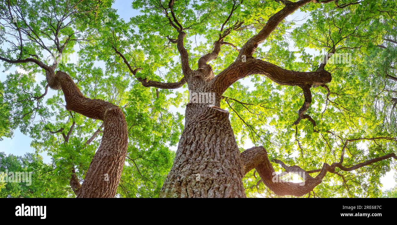 Old oak tree in sunlight in natural park in summer Stock Photo - Alamy