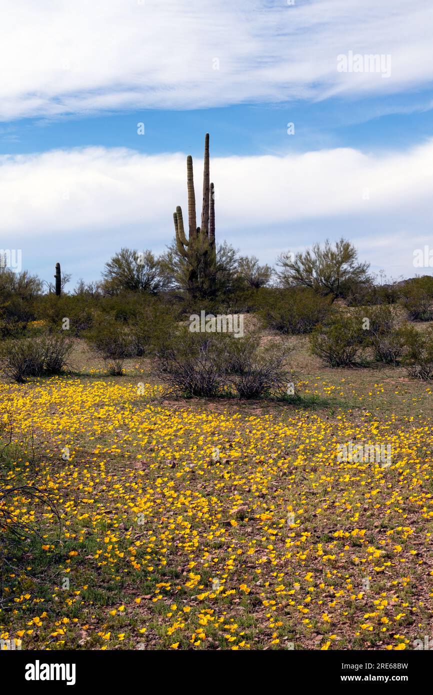 Mexican poppies bloom in Ironwood Forest National Monument, Sonoran Desert, Eloy, Arizona, USA