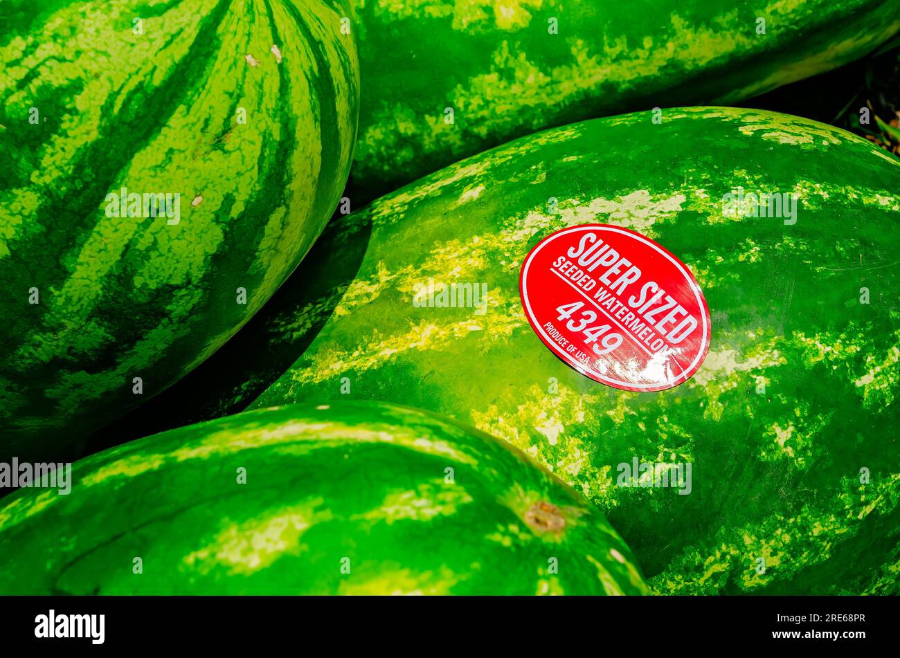 Super-sized, seeded watermelons are displayed at a farmstand, June 27, 2023, in Mobile, Alabama. Watermelon is cultivated throughout the world. Stock Photo
