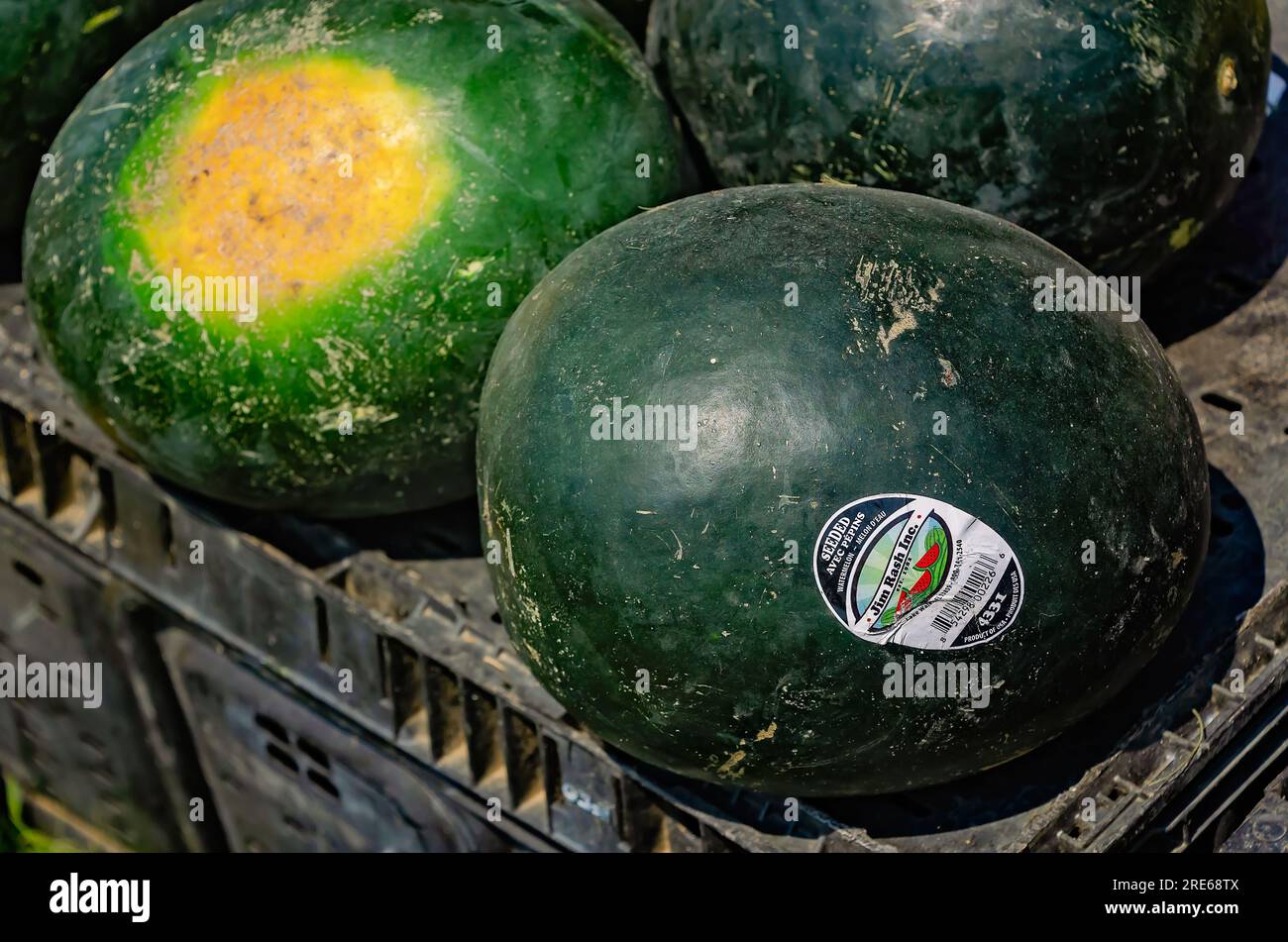 Sugar Baby watermelons are displayed at a farmstand, June 27, 2023, in Mobile, Alabama. Watermelon is cultivated throughout the world. Stock Photo