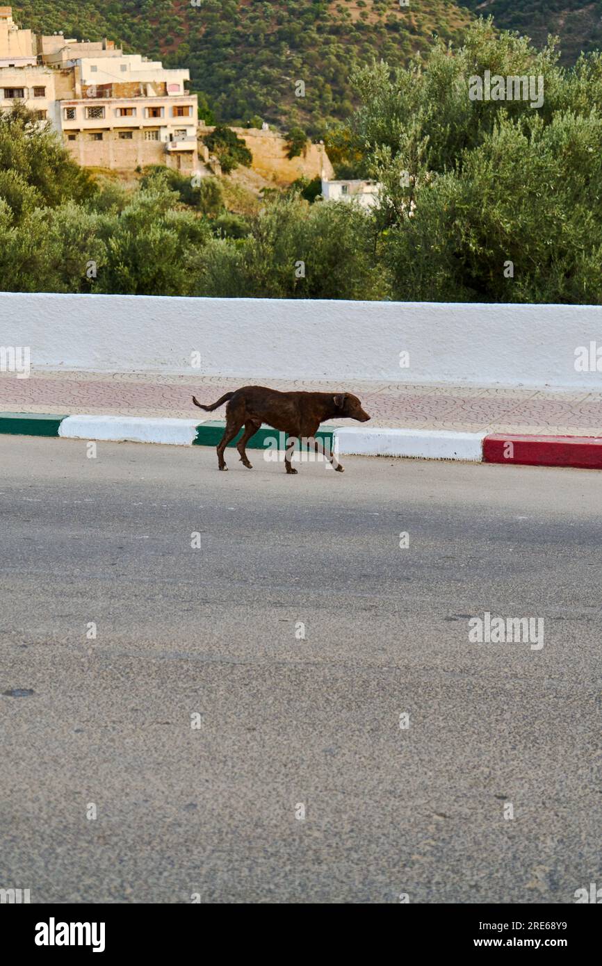 Homeless dog on the road Stock Photo