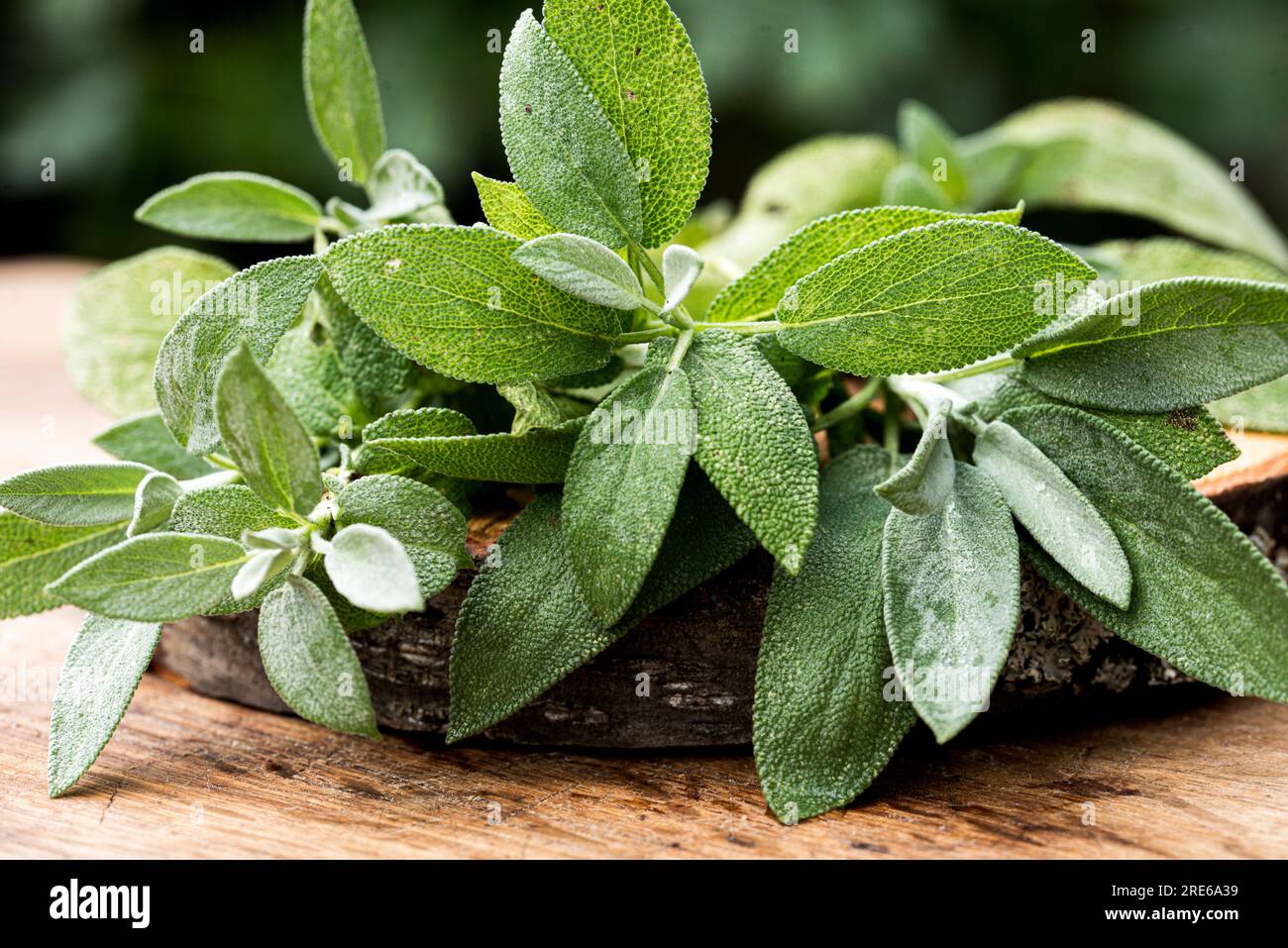 Fresh organic sage leaves over a wood cutting board Stock Photo