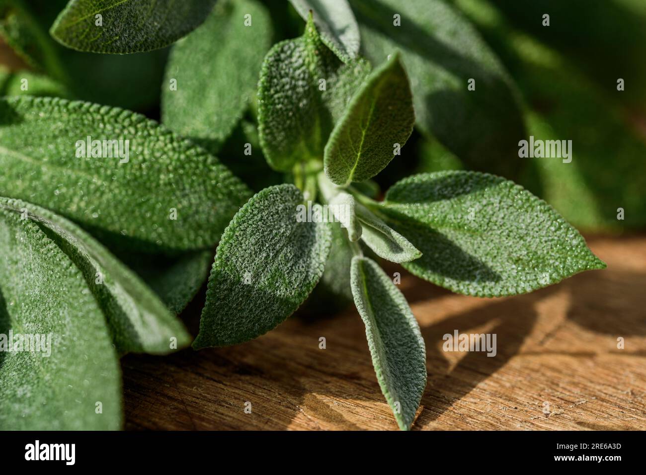 Fresh organic sage leaves over a wood cutting board Stock Photo