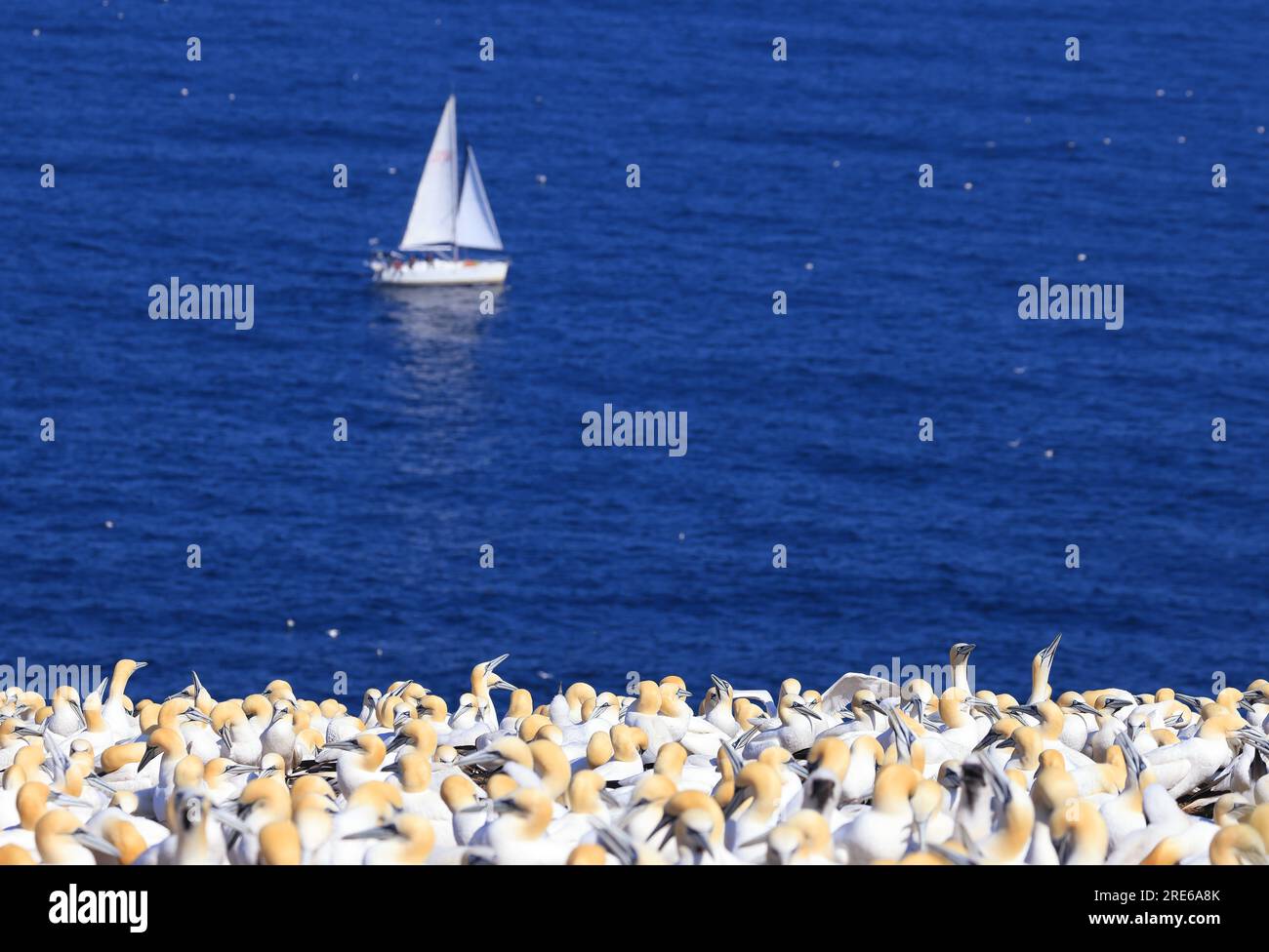 Sailing ship with Northern Gannet Colony on the foreground, Bonaventure Island, Quebec, Canada Stock Photo