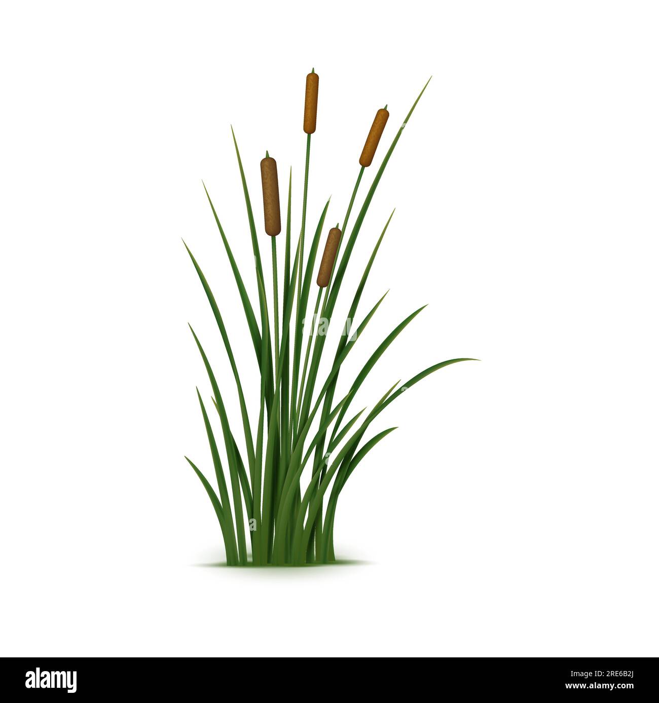 Realistic reed, sedge and grass. Isolated 3d vector plant also known as Phragmites, is a tall, perennial grass that is commonly found in wetlands and along the edges of ponds and streams Stock Vector