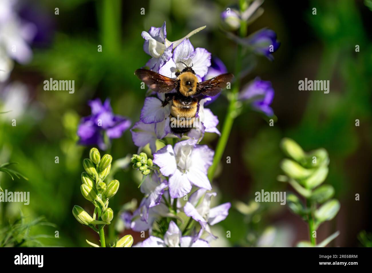 Closeup of a large Bumblebee with open wings hovering by White Larkspur flowers in a Summer garden. Stock Photo