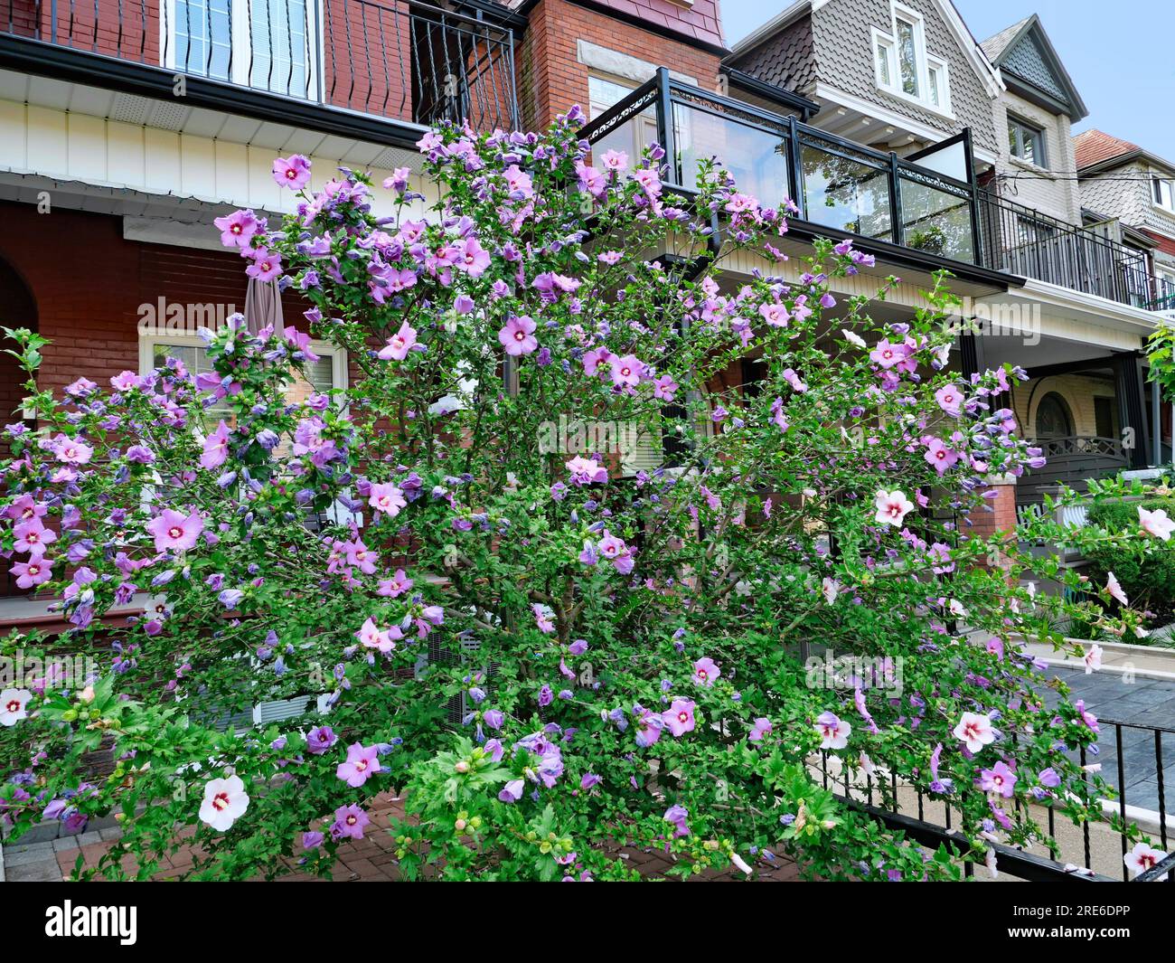 residential street with flowers in front garden Stock Photo