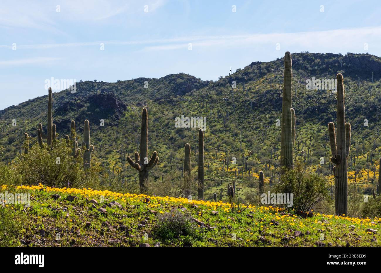 Mexican poppies bloom along the Sunset Trail, Picacho Peak Start Park, Sonoran Desert, Picacho, Arizona, USA Stock Photo