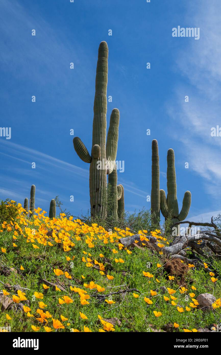 Mexican poppies bloom along the Sunset Trail, Picacho Peak Start Park, Sonoran Desert, Picacho, Arizona, USA Stock Photo