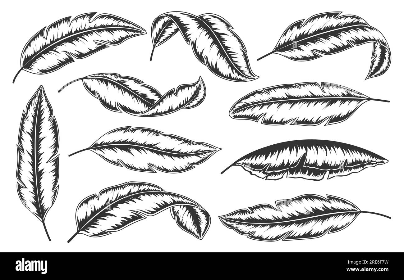 Tropical leaves hand drawn set. Minimalistic abstract exotic branches isolated on white background. Trendy botanical engraving black line art. Banana palm leaf in sketch graphic doodle style Stock Vector