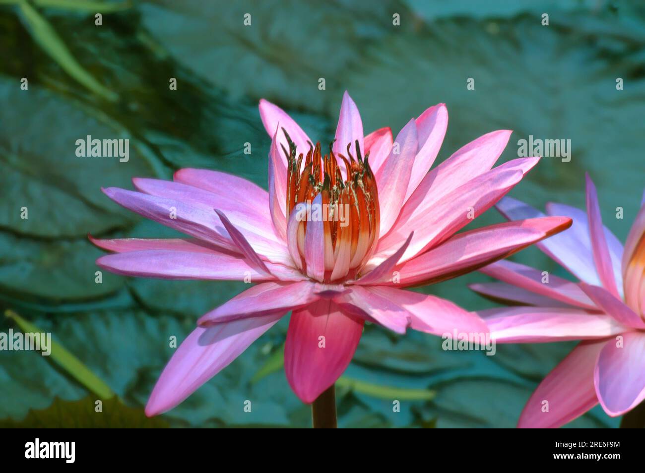 Beautiful pink water lilly blooms over a bed of green lilly pads. Water