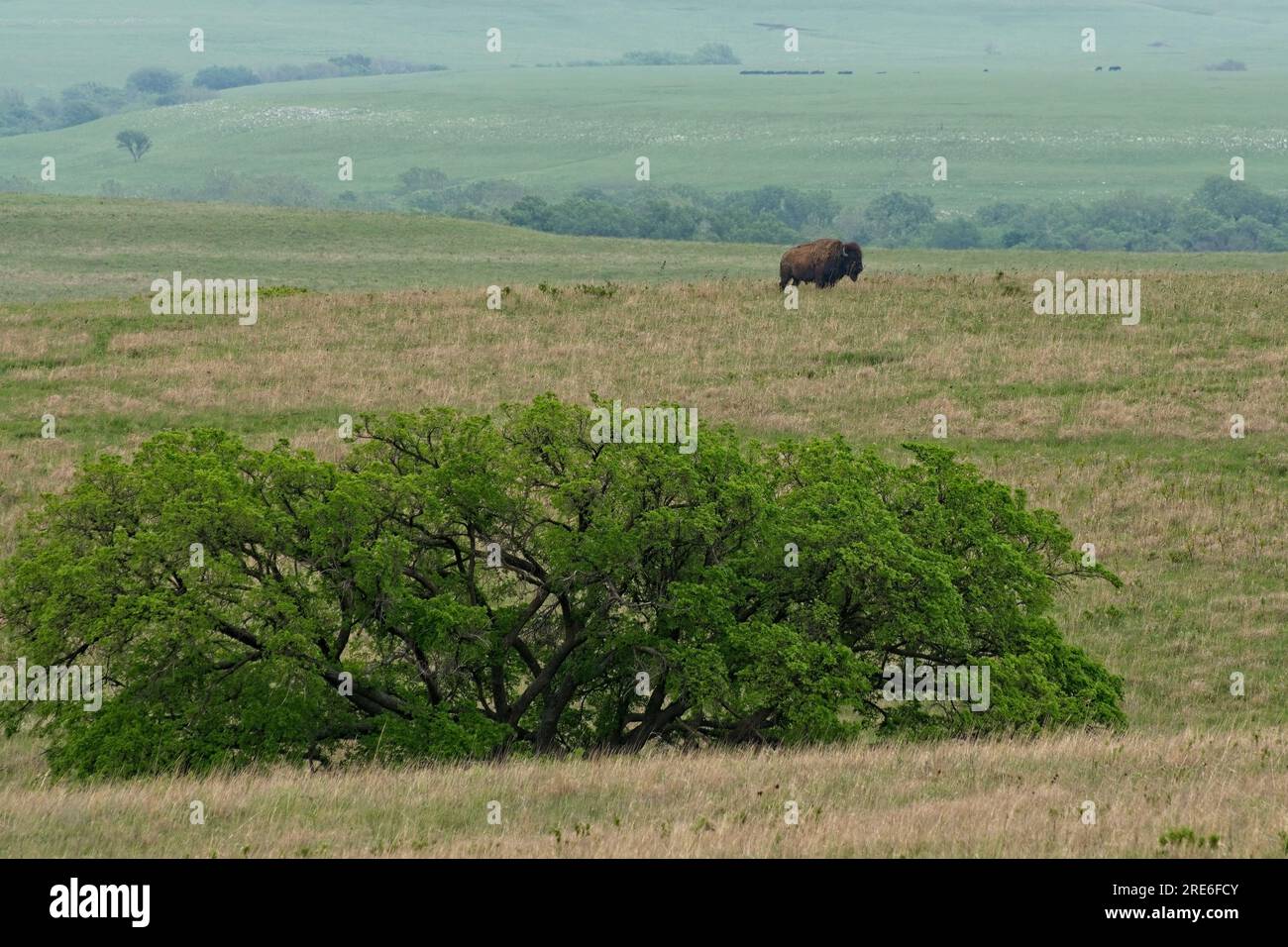 Solitary American bison in rolling Flint Hills on Tallgrass Prairie National Preserve in springtime Stock Photo