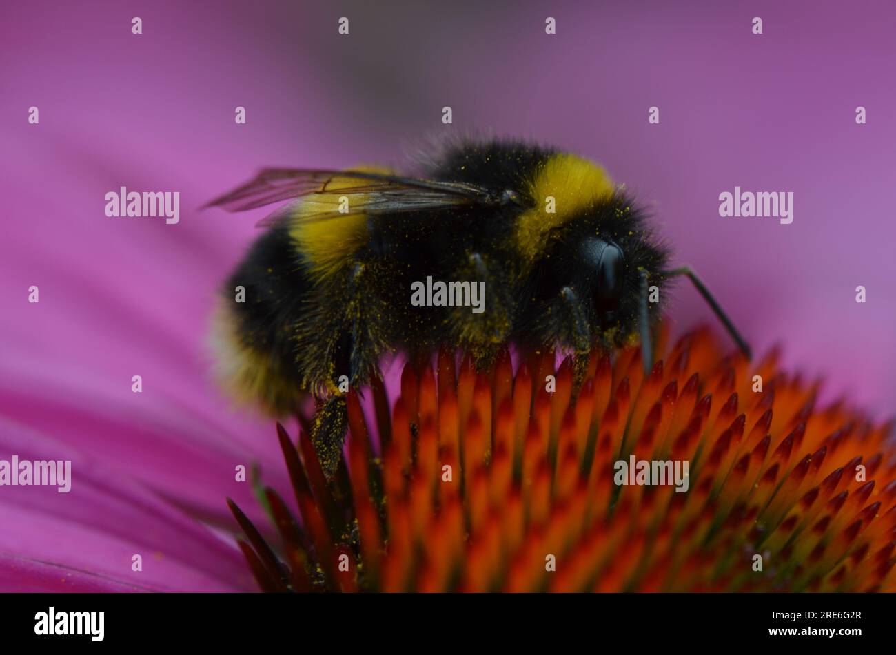 Bee vector hi-res stock photography and images - Alamy