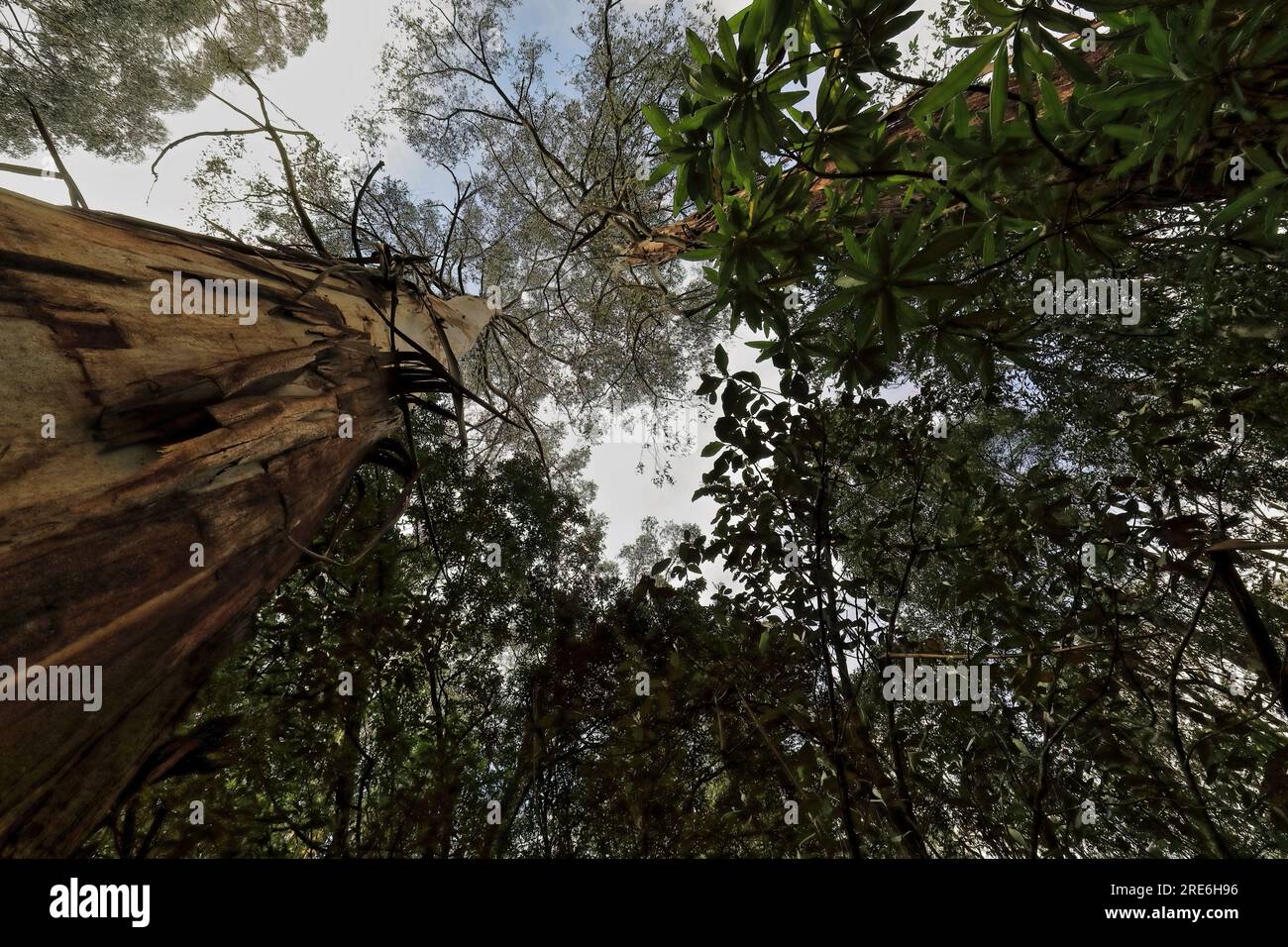 781 Canopy of tall mountain ash eucalyptus trees -Eucalyptus regnans- on the rainforest walk. Apollo Bay-Australia. Stock Photo