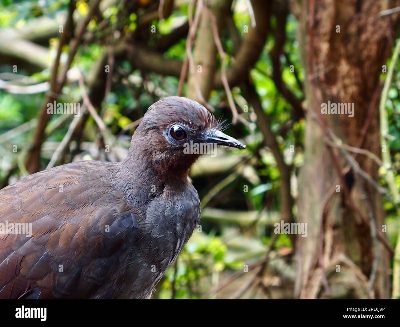 Inquisitive curious male Superb Lyrebird with a mesmerising gaze. Stock Photo