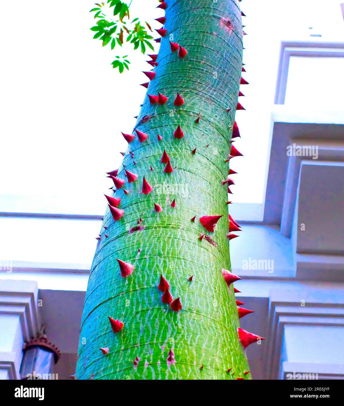 Perspective view of the trunk of a young Ceiba speciosa, silk floss