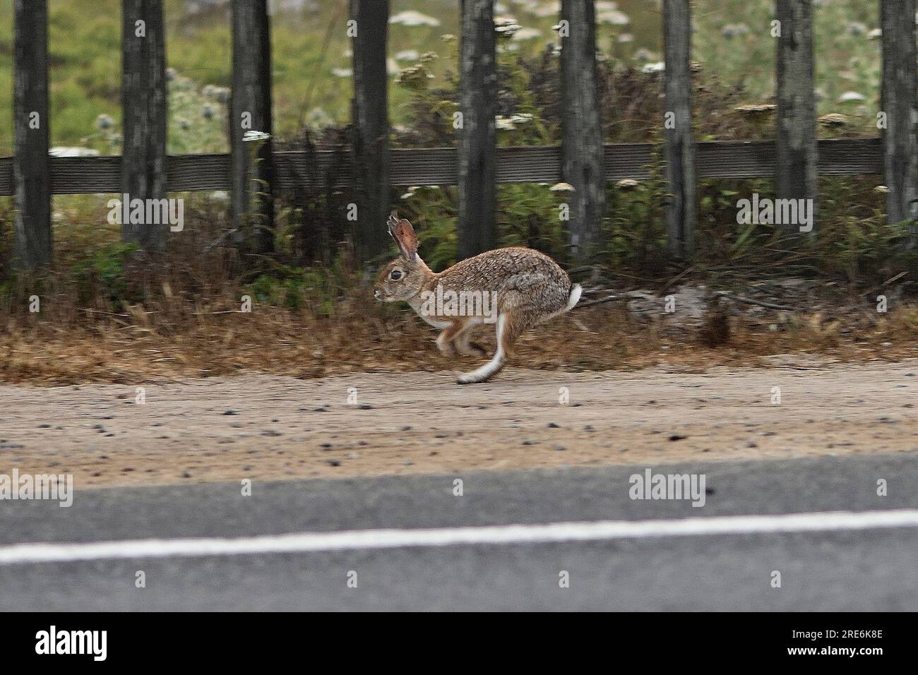 Pacific Grove, California, USA. 25th July, 2023. Brush Rabbit ...