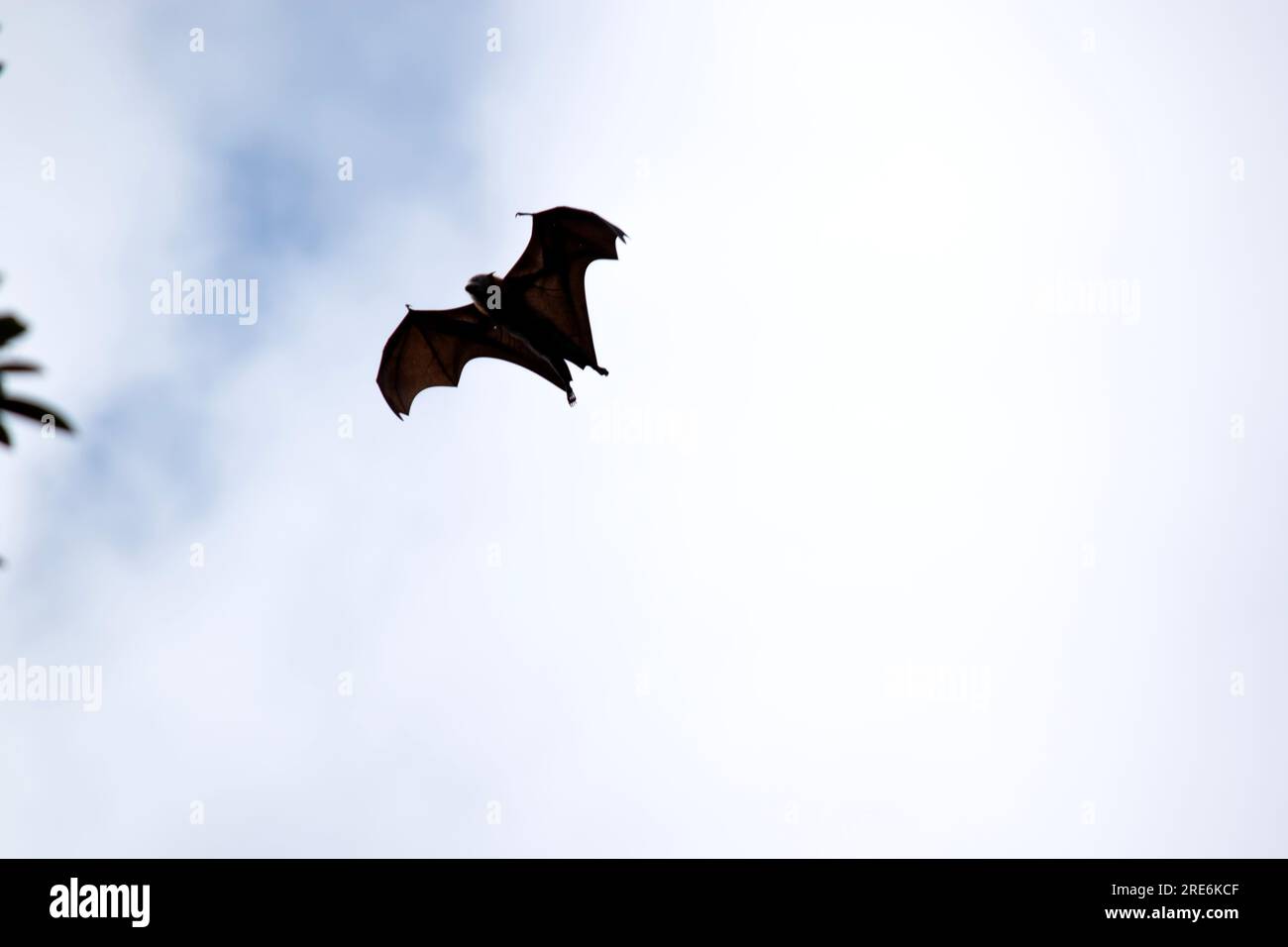 Bats are the only mammals that can fly. Instead of arms or hands, they