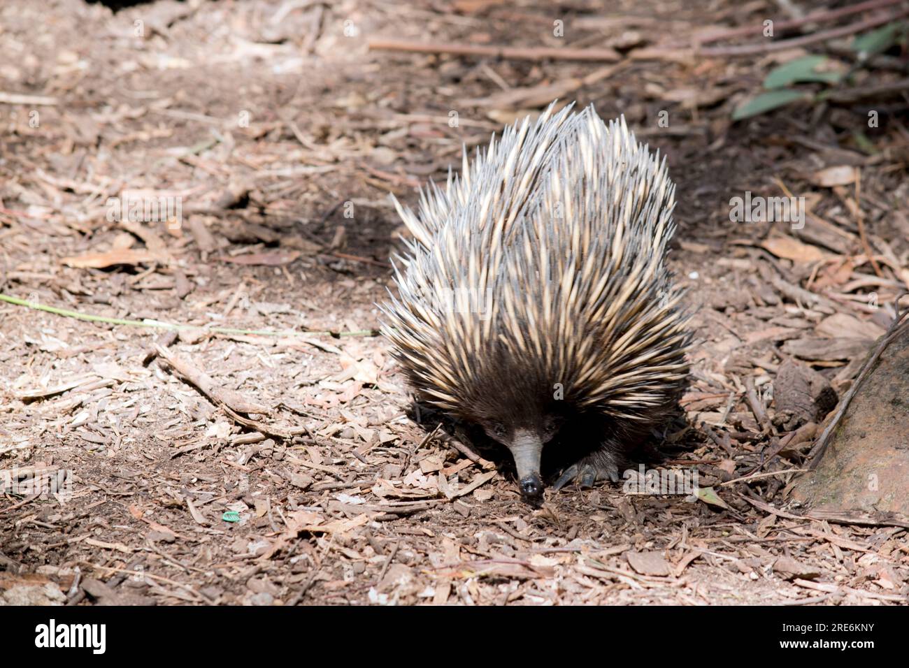 the short nosed has strong-clawed feet and spines on the upper part of a brownish body. The snout is narrow and the mouth is small, with a tongue that Stock Photo