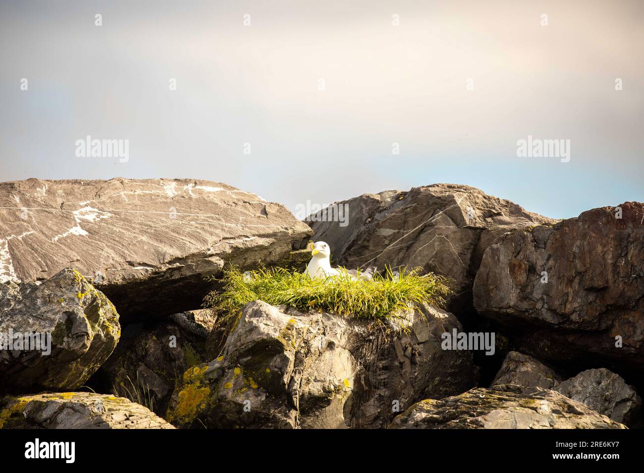 Gull sitting on green nest in rocks along St. Paul Harbor in Kodiak, Alaska. Stock Photo