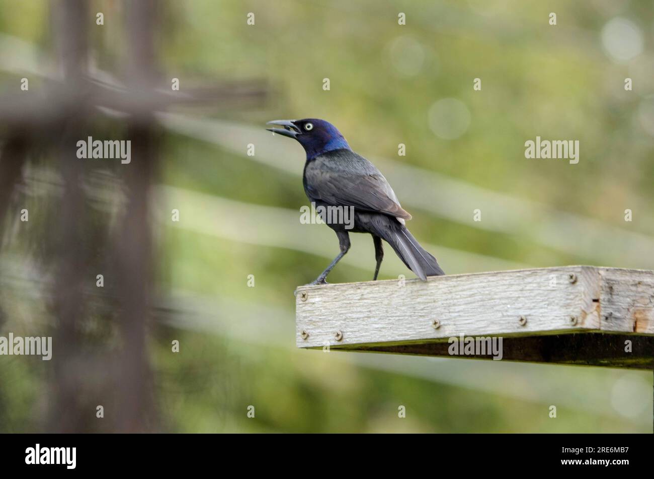 profile of  grackle on a feeder Stock Photo