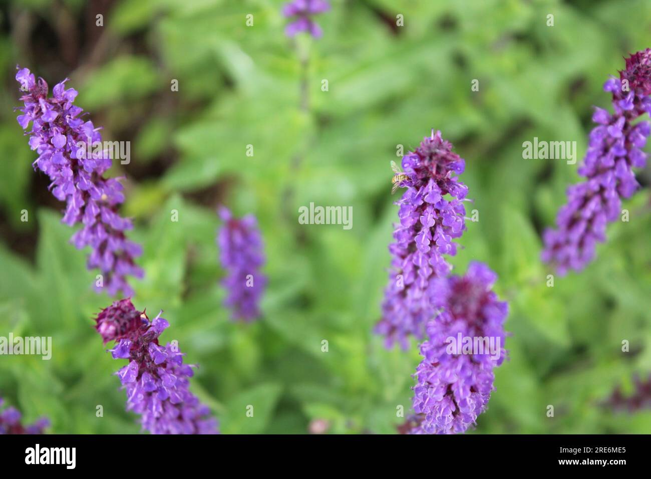 Purple Sage Plant Stock Photo Alamy