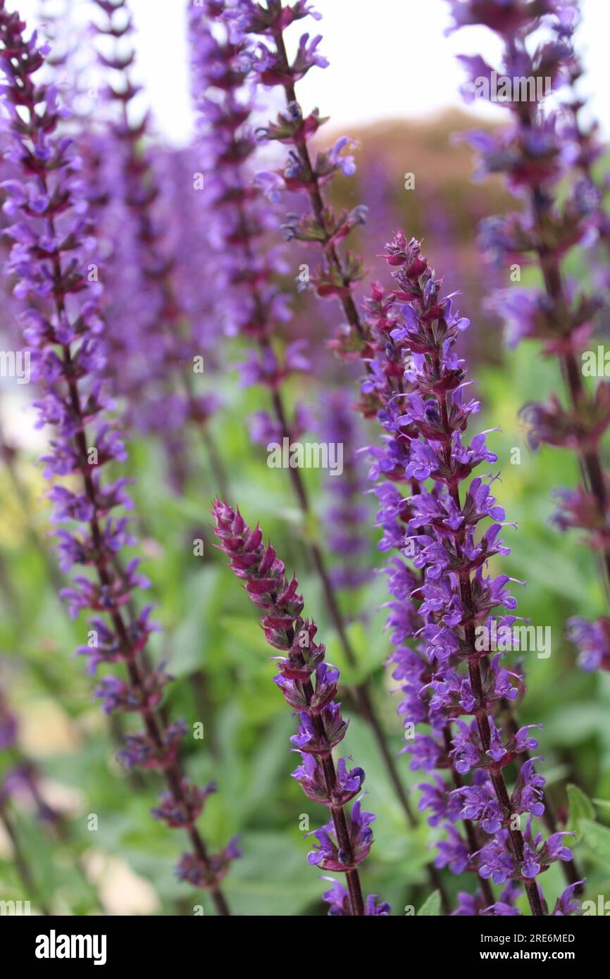 purple-sage-plant-stock-photo-alamy