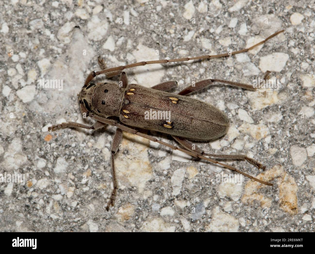 Lesser Ivory-marked Beetle (Eburia mutica) on cement surface in Houston, TX dorsal view. Wood-boring beetle found in the Southern USA states. Stock Photo