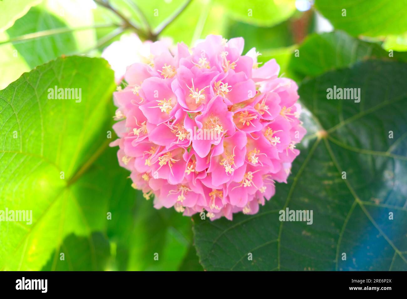 Flowers of Dombeya wallichii, pingball tree or trpical hydrangea. Stock Photo