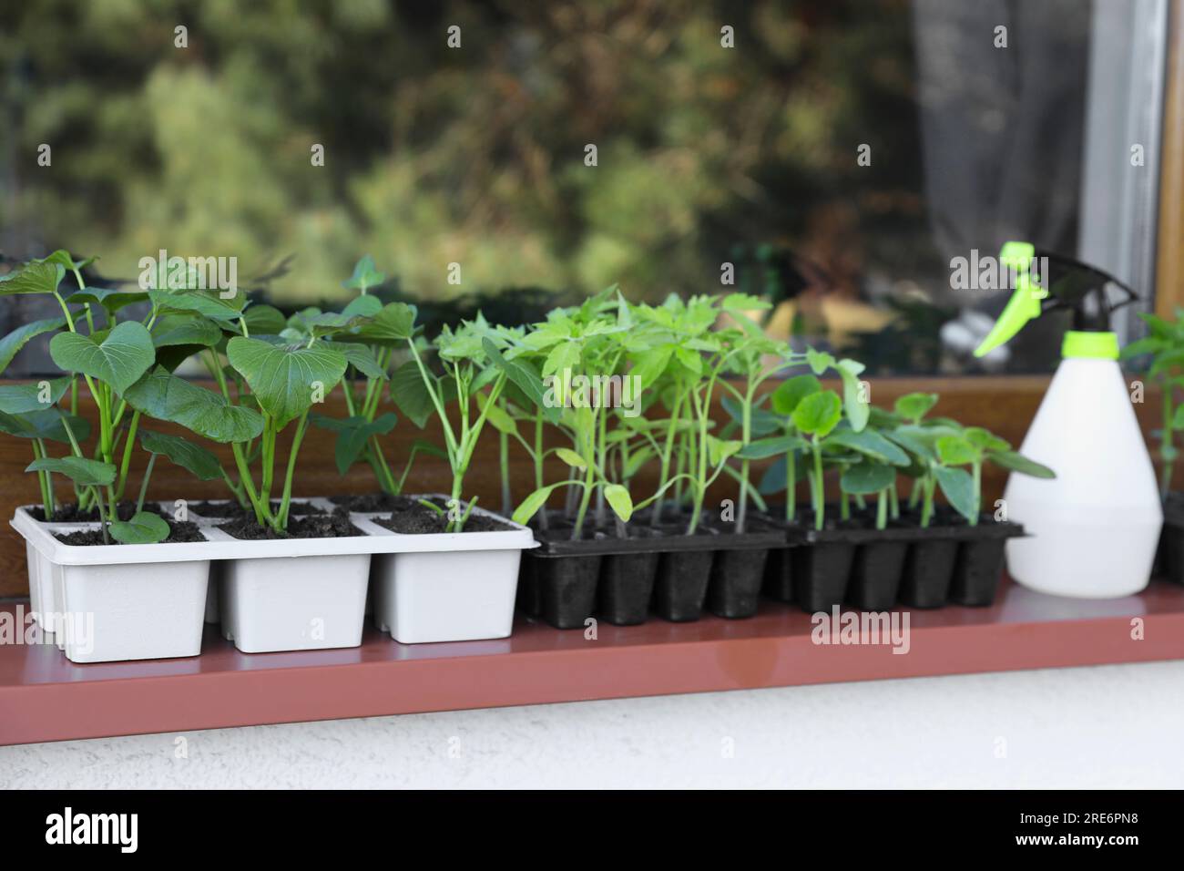 Seedlings growing in plastic containers with soil on windowsill Stock