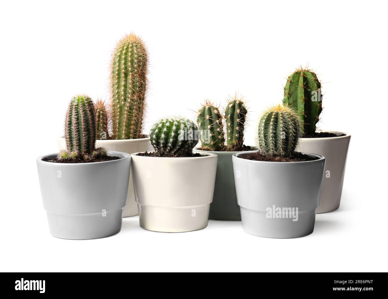 Many different cacti in pots on white background Stock Photo