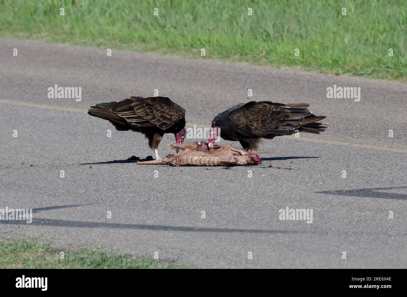 Turkey Vultures, Cathartes aura, feeding on Nine-banded Armadillo, Dasypus novemcinctus, roadkill Stock Photo