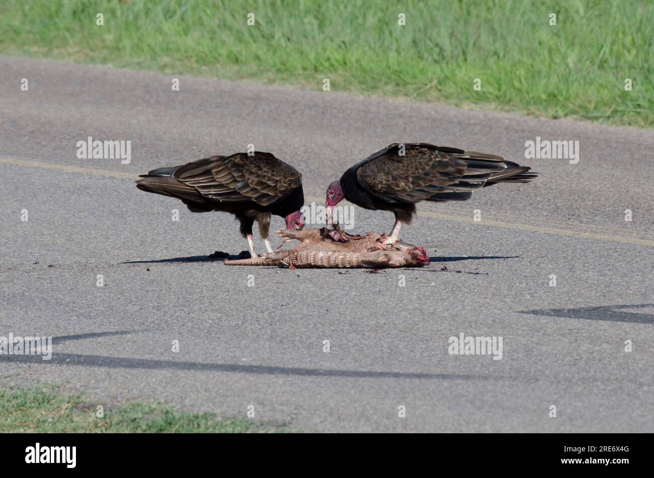 Turkey Vultures, Cathartes aura, feeding on Nine-banded Armadillo, Dasypus novemcinctus, roadkill Stock Photo
