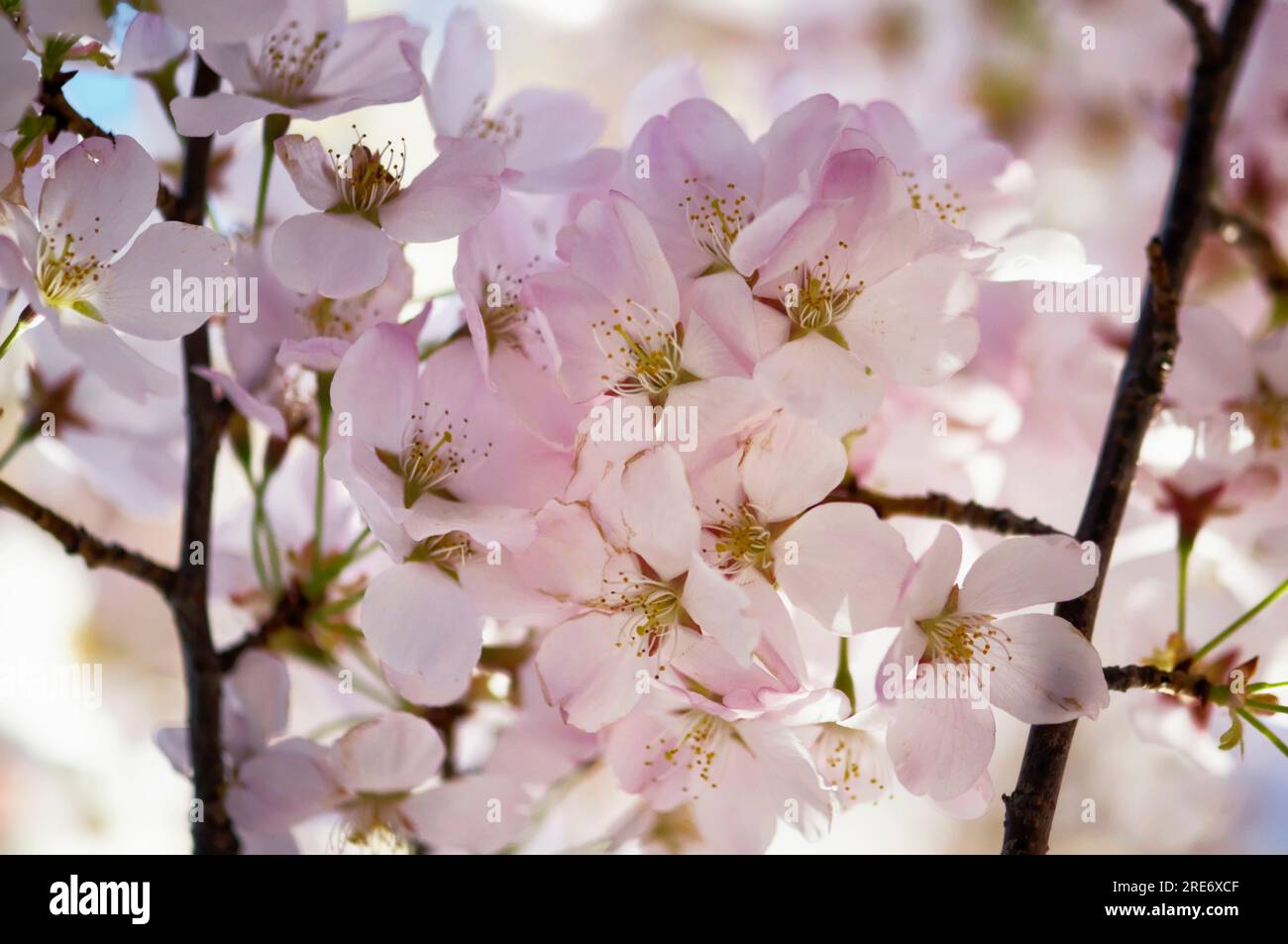 Yoshino cherry (Prunus x yedoensis) flowers Stock Photo - Alamy