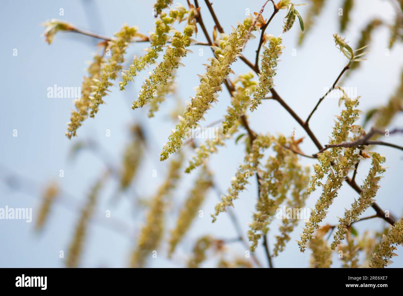 Japanese hornbeam (Carpinus japonica Stock Photo Alamy