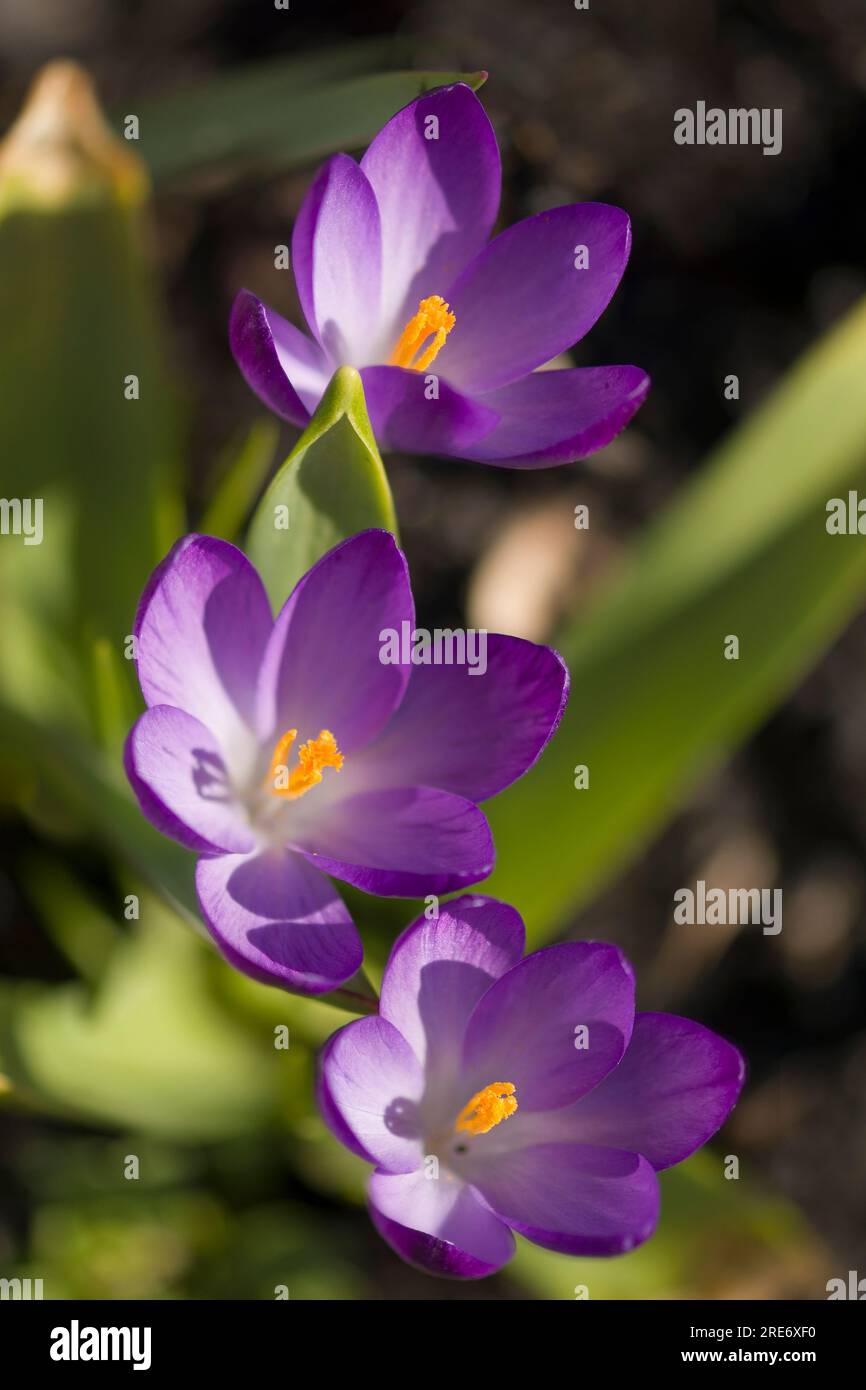 Violet-purple Crocus Tommasinianus Ruby Giant Blooms In A Garden In March Image395537422