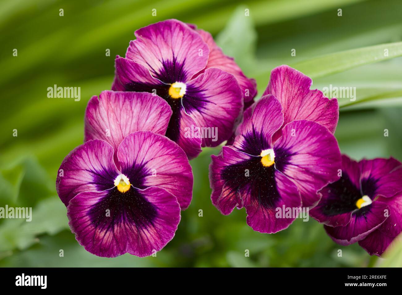 Pensée - Bleu-Blanc / Viola Wittrockiana - Violaceae - 1 Plante En Pot