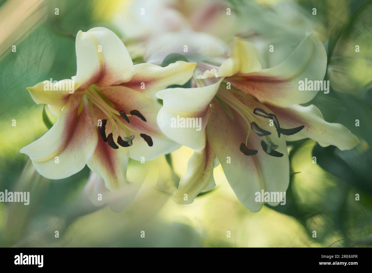 Lily (Lilium ‘Montego Bay’) flowers Stock Photo - Alamy