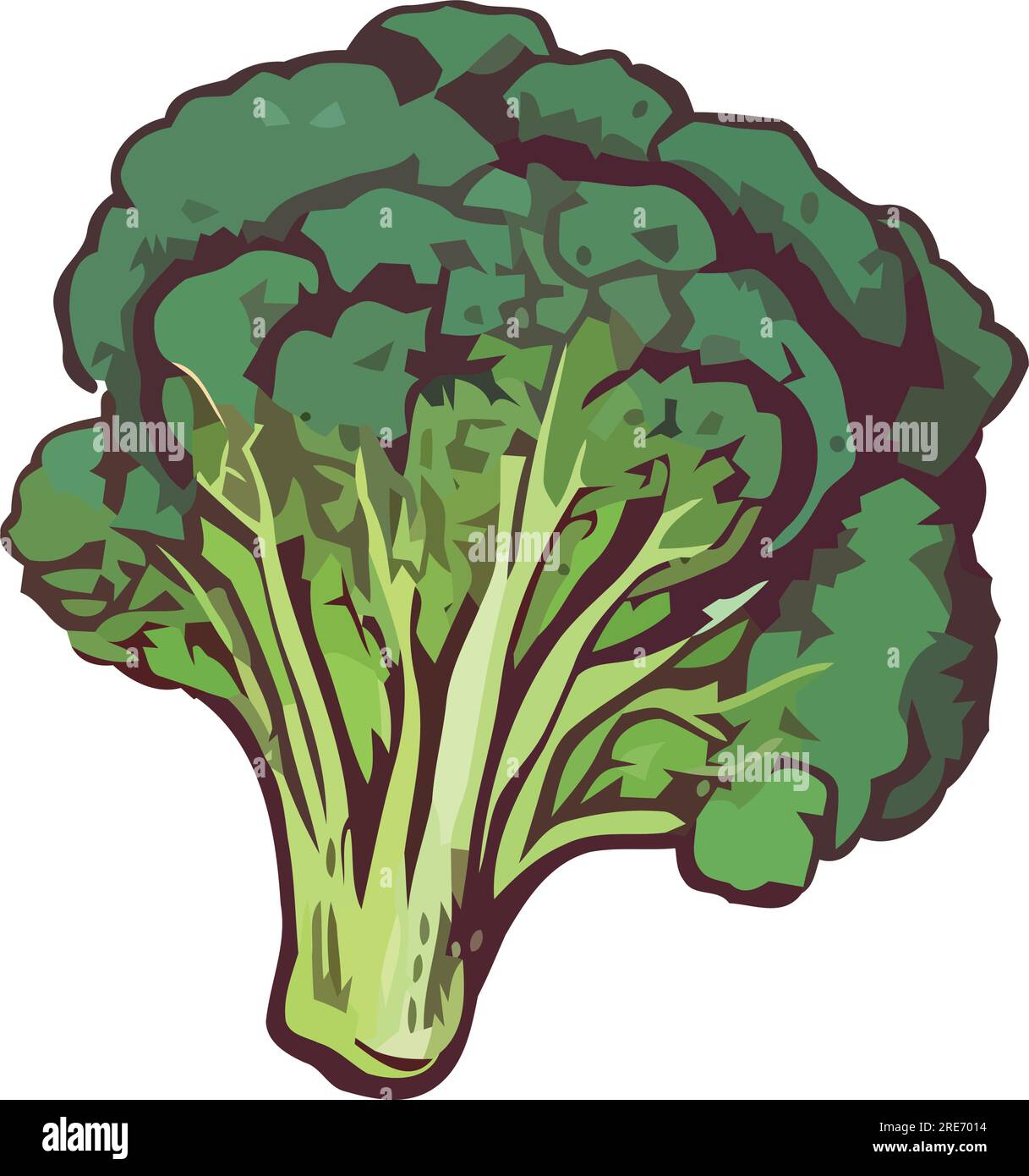 Healthy broccoli design over white Stock Vector Image & Art Alamy