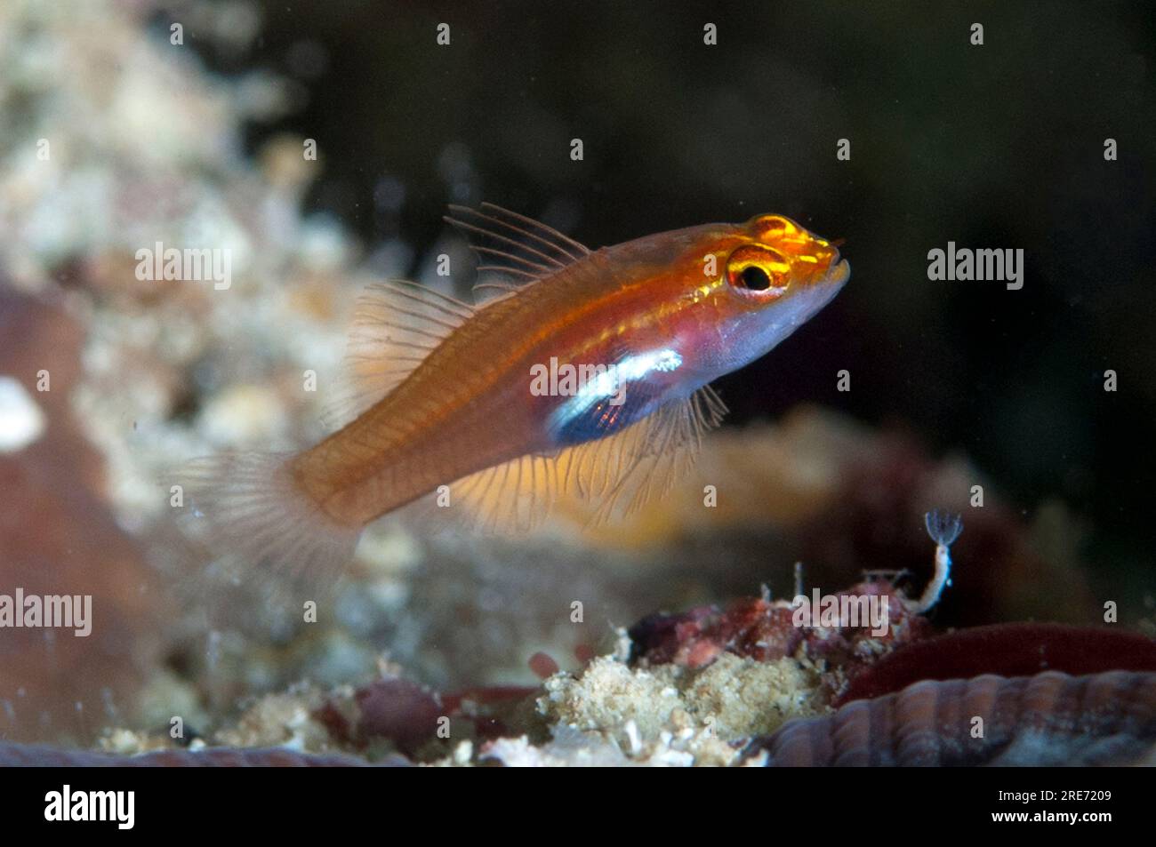 Neon Pygmygoby, Eviota pellucida, Neptune's Sea Fan dive site, Wayilbatan, Raja Ampat, West Papua, Indonesia Stock Photo