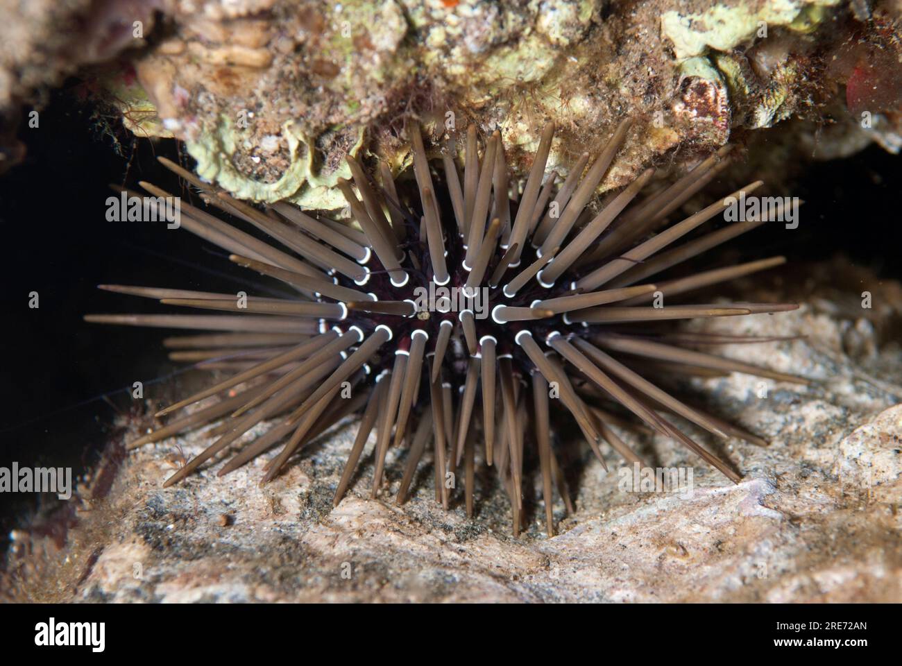 Rock-boring Urchin, Echinometra mathaei, wedged in coral, night dive, Maulana Hotel dive site, Bandaneira, near Banda Island, Banda Sea, Indonesia Stock Photo