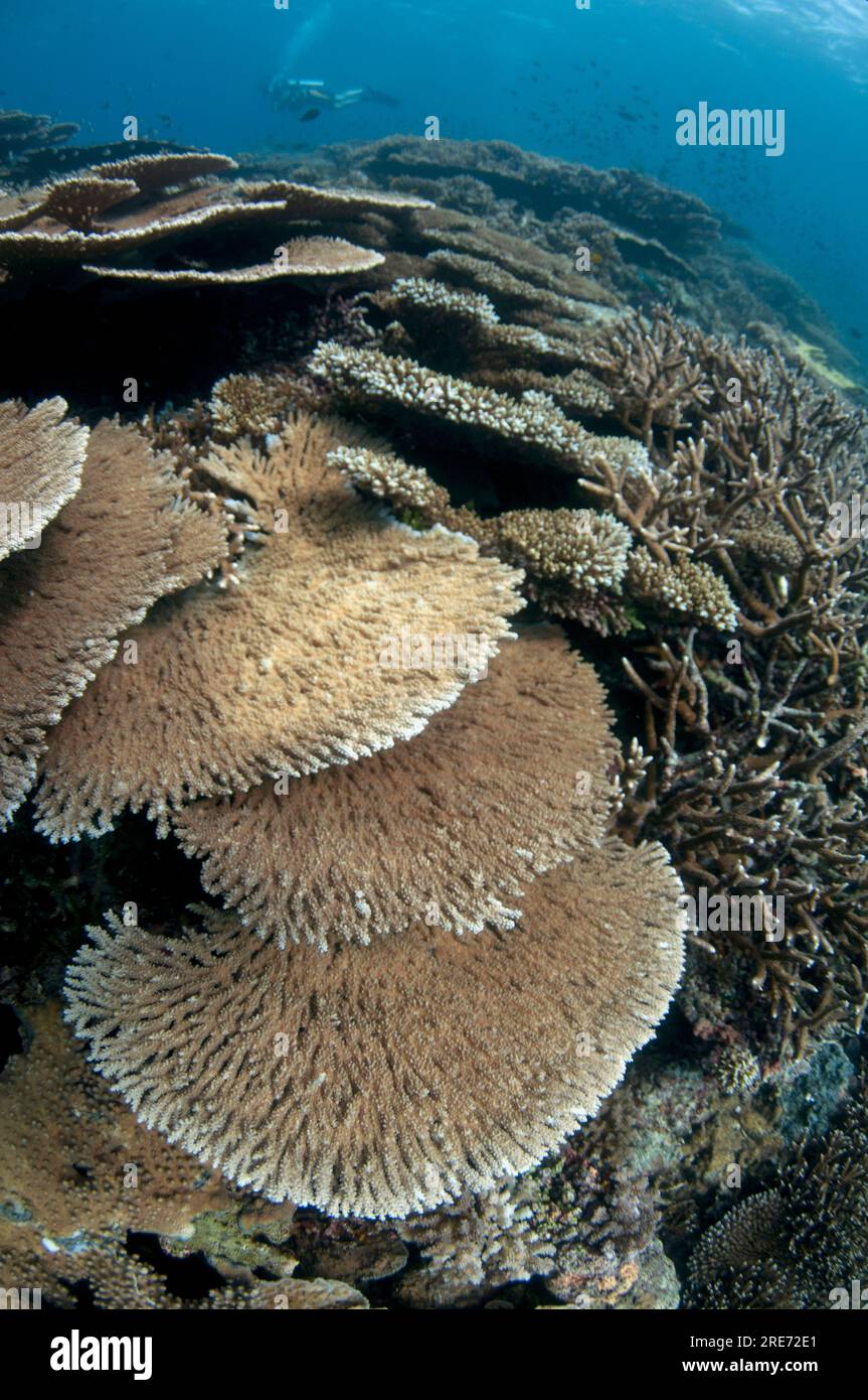 Divers passing Large Table Coral, Acropora sp,, Lava flow dive site ...