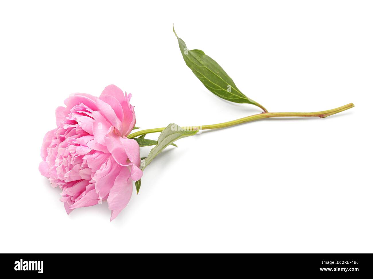 Beautiful pink peony flower isolated on white background Stock Photo ...