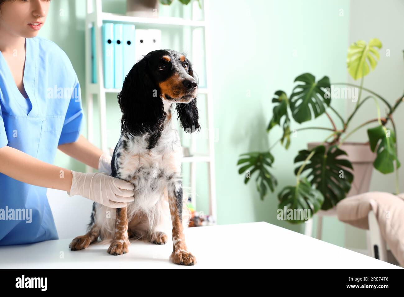 Female veterinarian with cocker spaniel in clinic Stock Photo - Alamy