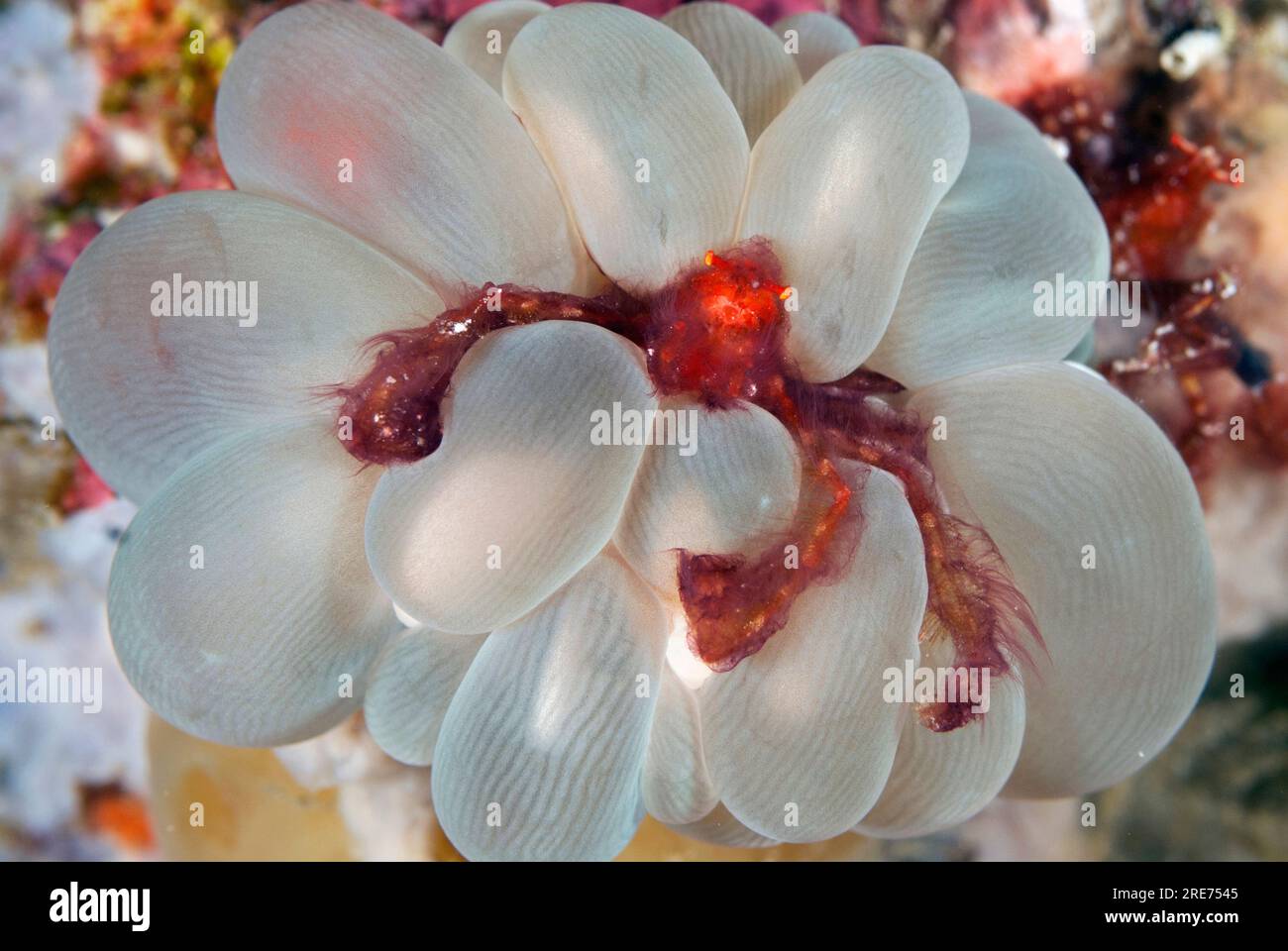 Orangutan Crab, Oncinopus sp, in Bubble Coral, Plerogyra sinuosa, Pulau Putus dive site, Lembeh Straits, Sulawesi, Indonesia Stock Photo