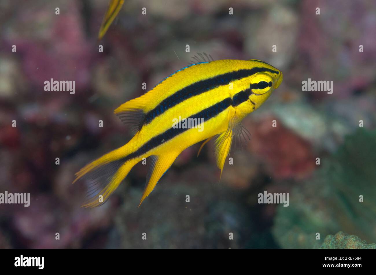Juvenile Yellowtail Damsel, Neoglyphidodon nigroris, Pulau Putus dive