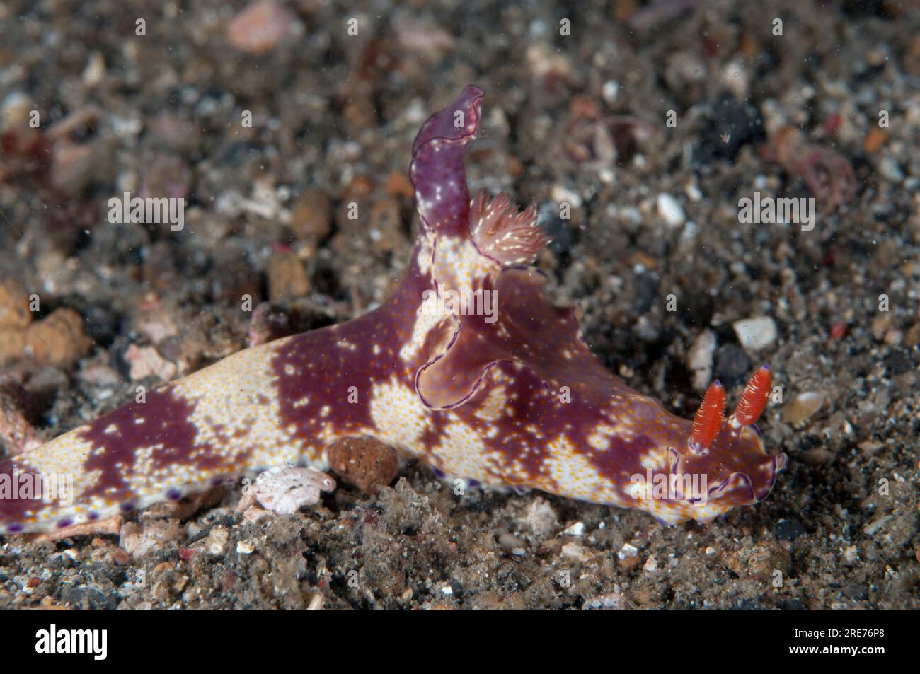 Purple-edged Ceratosoma Nudibranch, Ceratosoma tenue, Tanjung Kubur dive site, Lembeh Straits, Sulawesi, Indonesia Stock Photo
