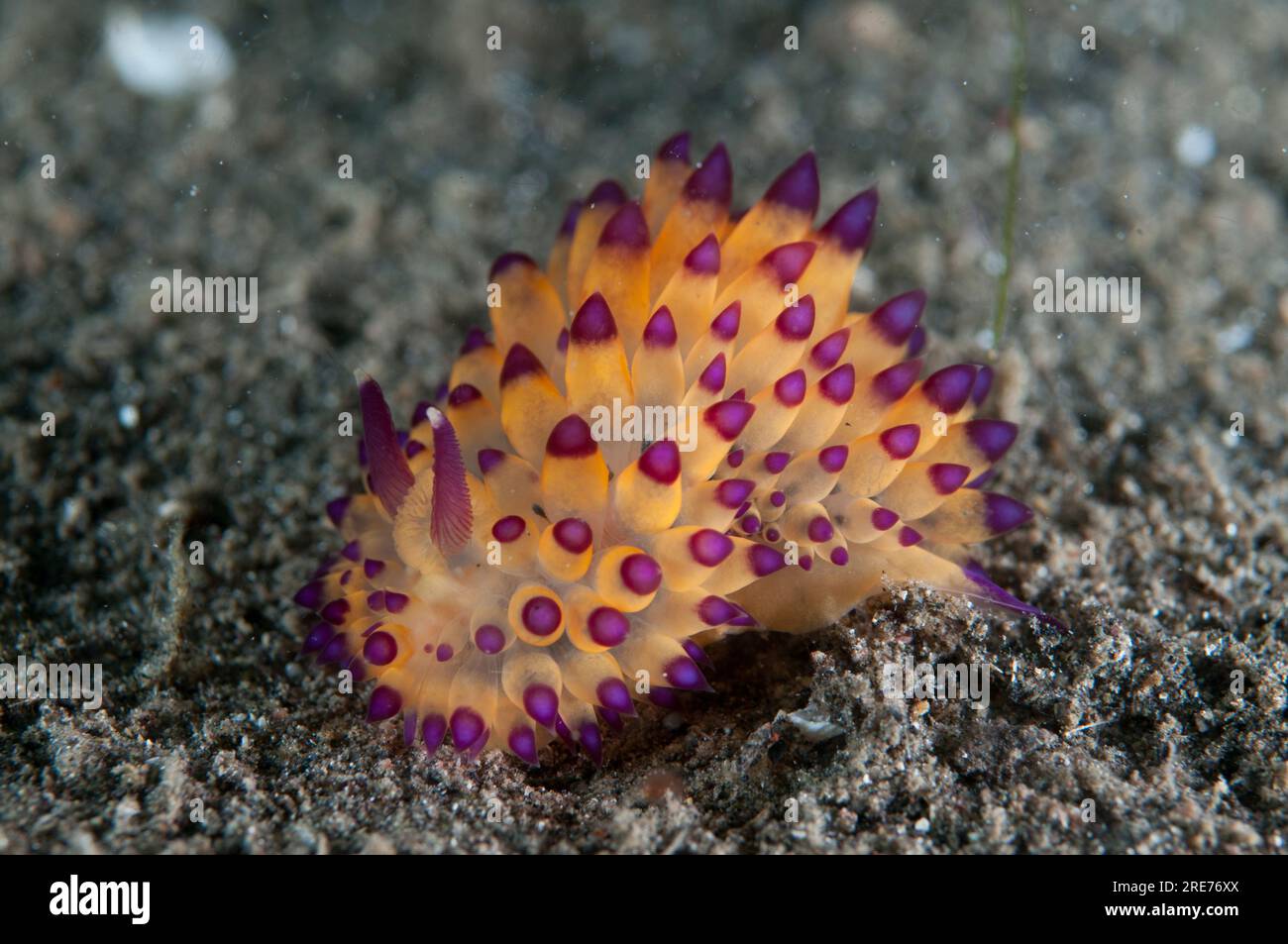 Swimming Nudibranch, Janolus sp, Joleha dive site, Lembeh Straits, Sulawesi, Indonesia Stock Photo